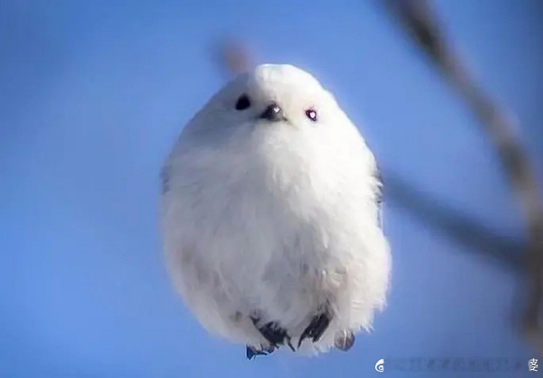 章子怡偶遇老同学曾黎张就是那种浮在半空中，上不去，下不来，飘飘忽忽，既不接地气又