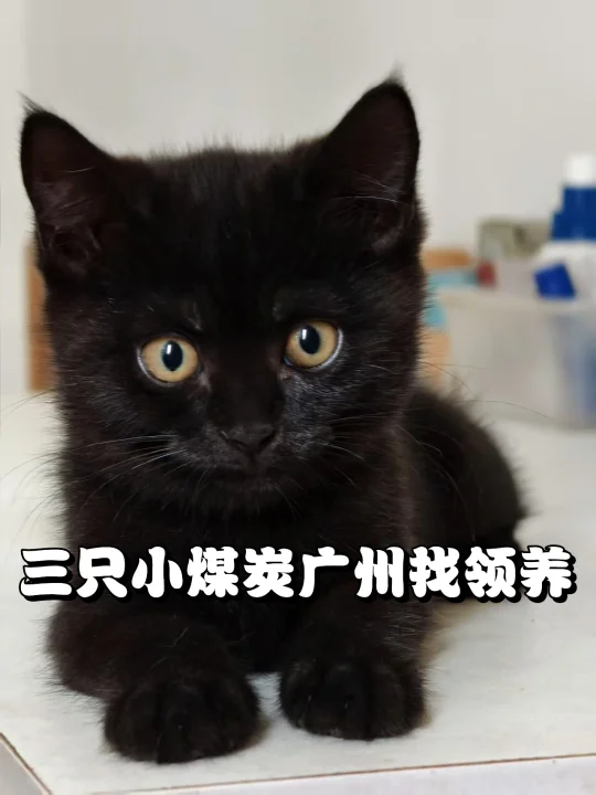 3只小煤球，2个月半大，妹妹，圆脸超级可爱，而且都有聪明毛。猫妈妈是只...