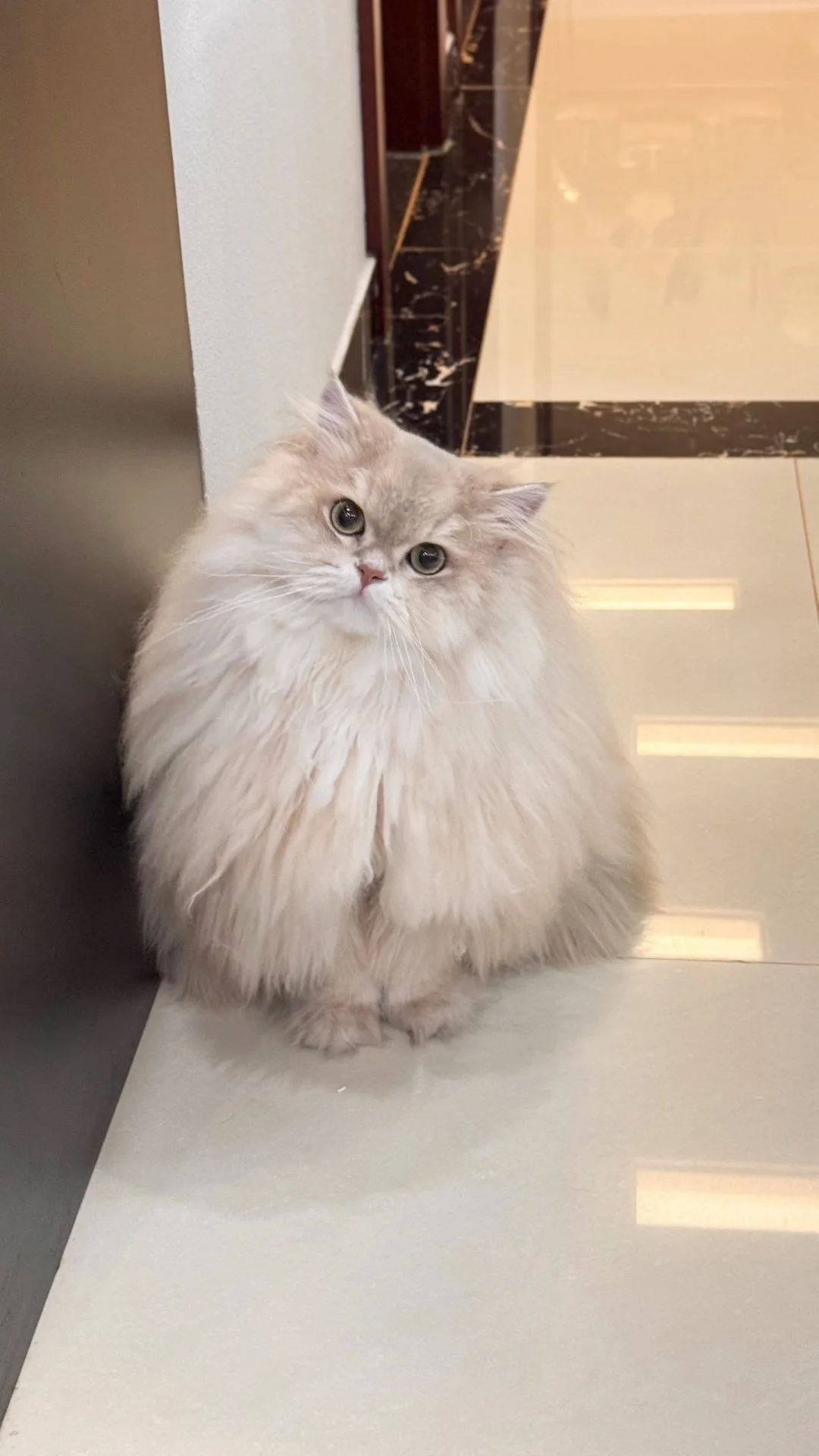 一坨小饼干