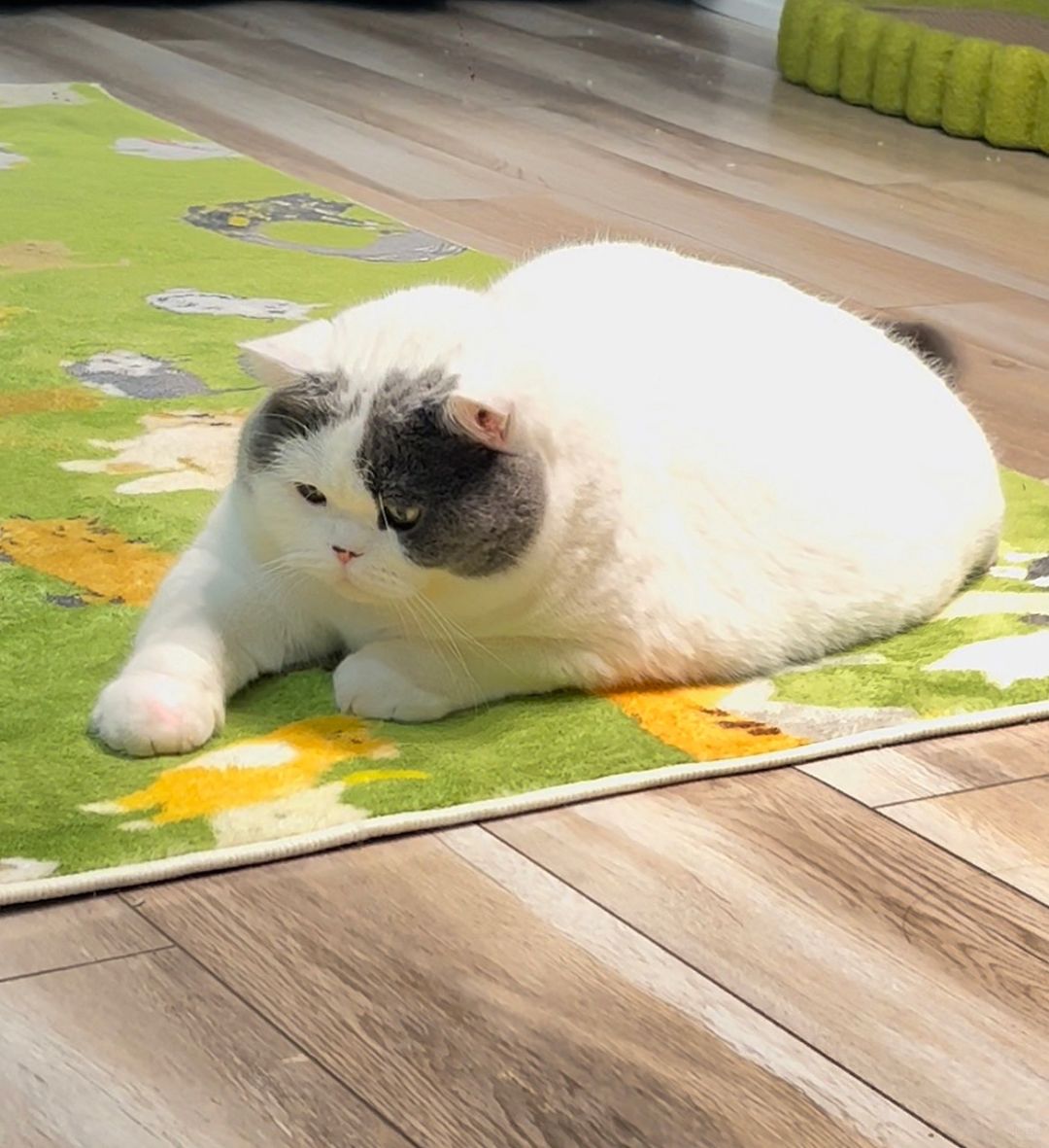 有脏东西！看我猫饼出击！！！