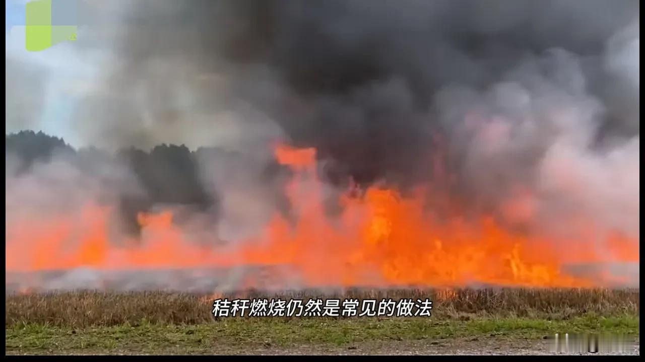 专家真的是专家，
这是闹哪样？
秸秆一会不能烧一会又能烧了？
农民到底该听谁的？