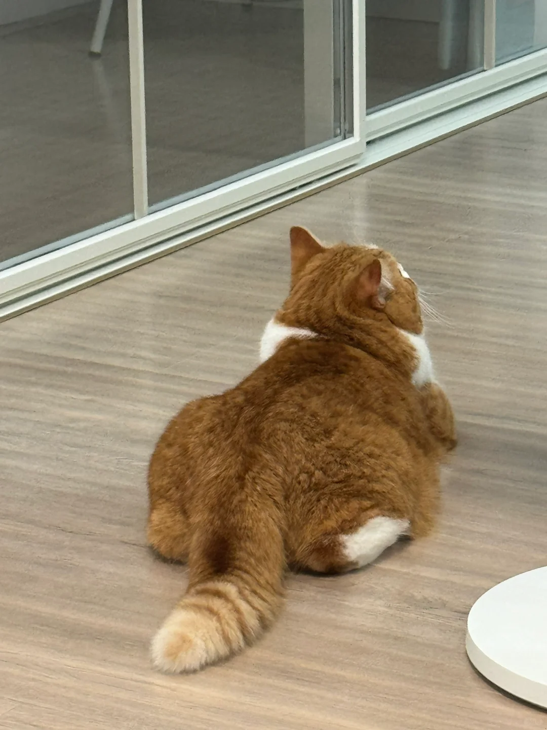 这是板鸭趴吗？