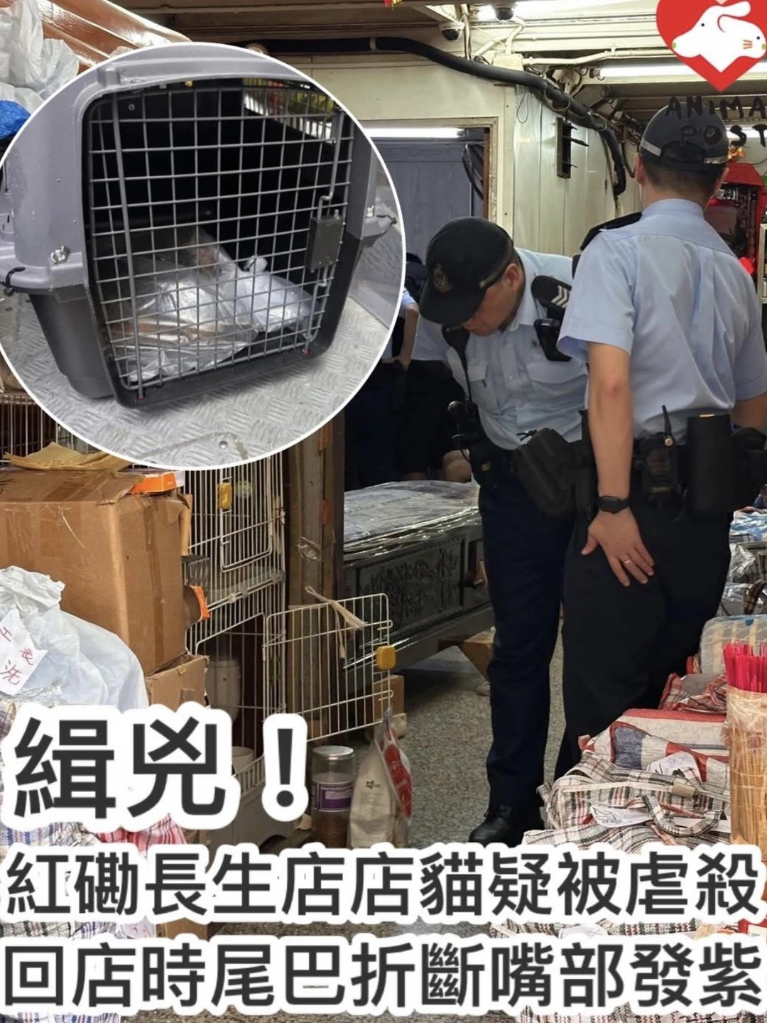 🇭🇰紅磡長生店店貓疑被人虐殺 😭