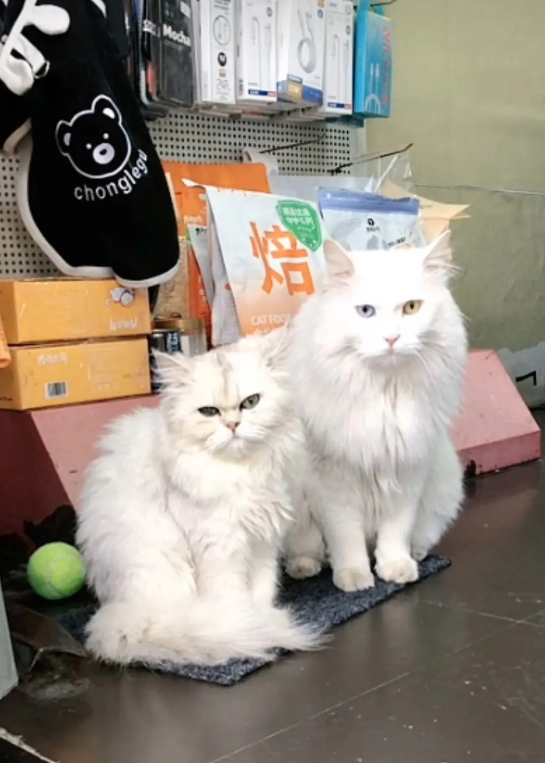路遇&路遥🐶