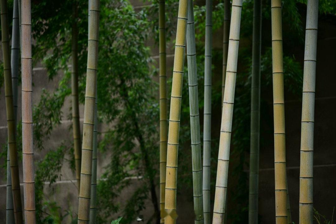 真理即善，真相即善。——柯尔莫哥洛夫这句话，既不悲观也不浪漫，既不逃避也不自欺。