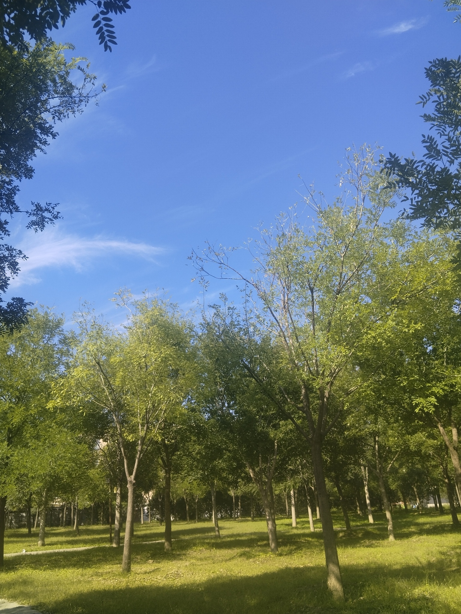 秋夜的林荫。 夜色阑珊，行走匆忙……日常vlog 沐月记  绿洲