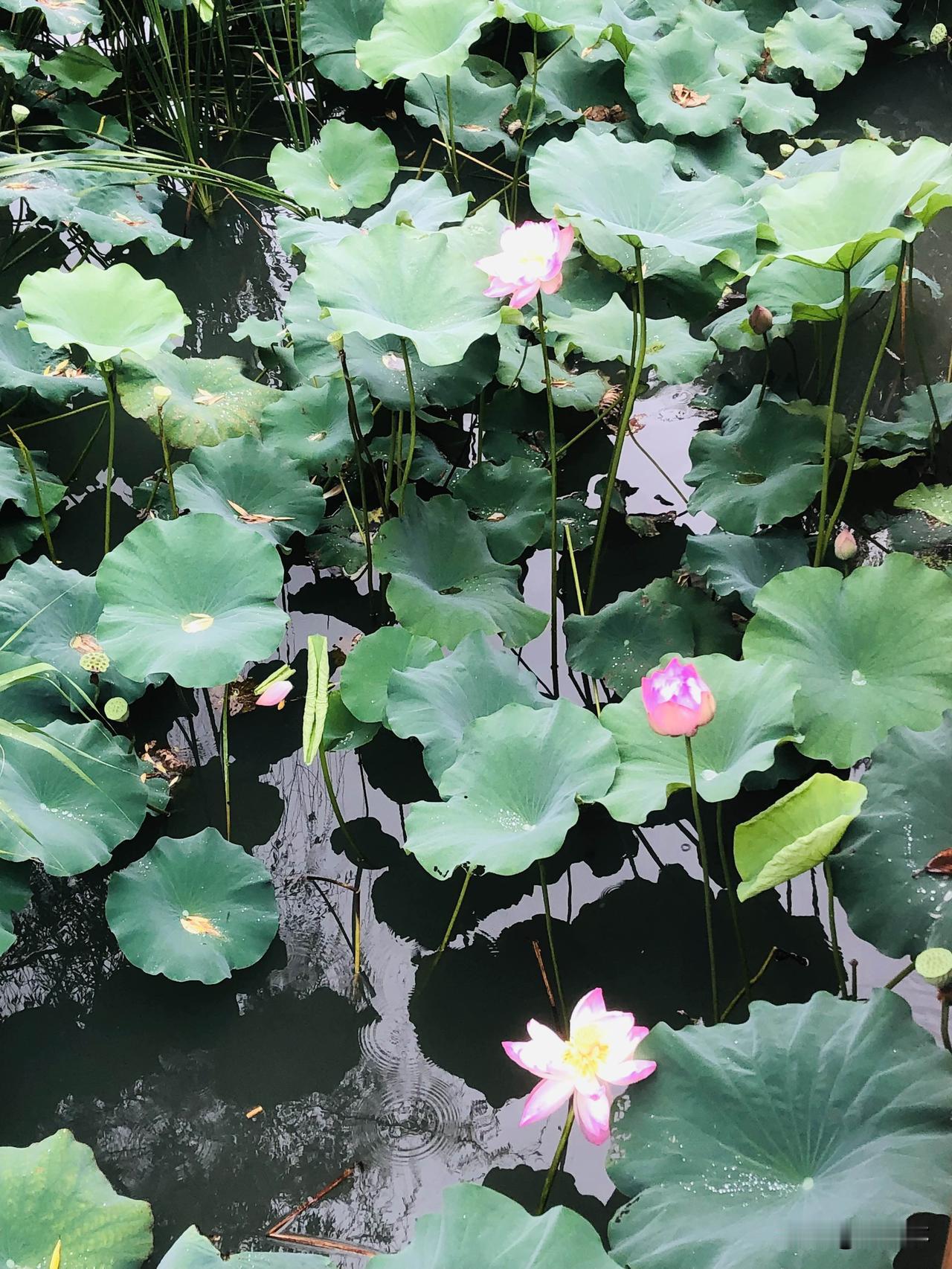 上联：夏日荷花香满池
下联：晚风蝉曲绕长堤