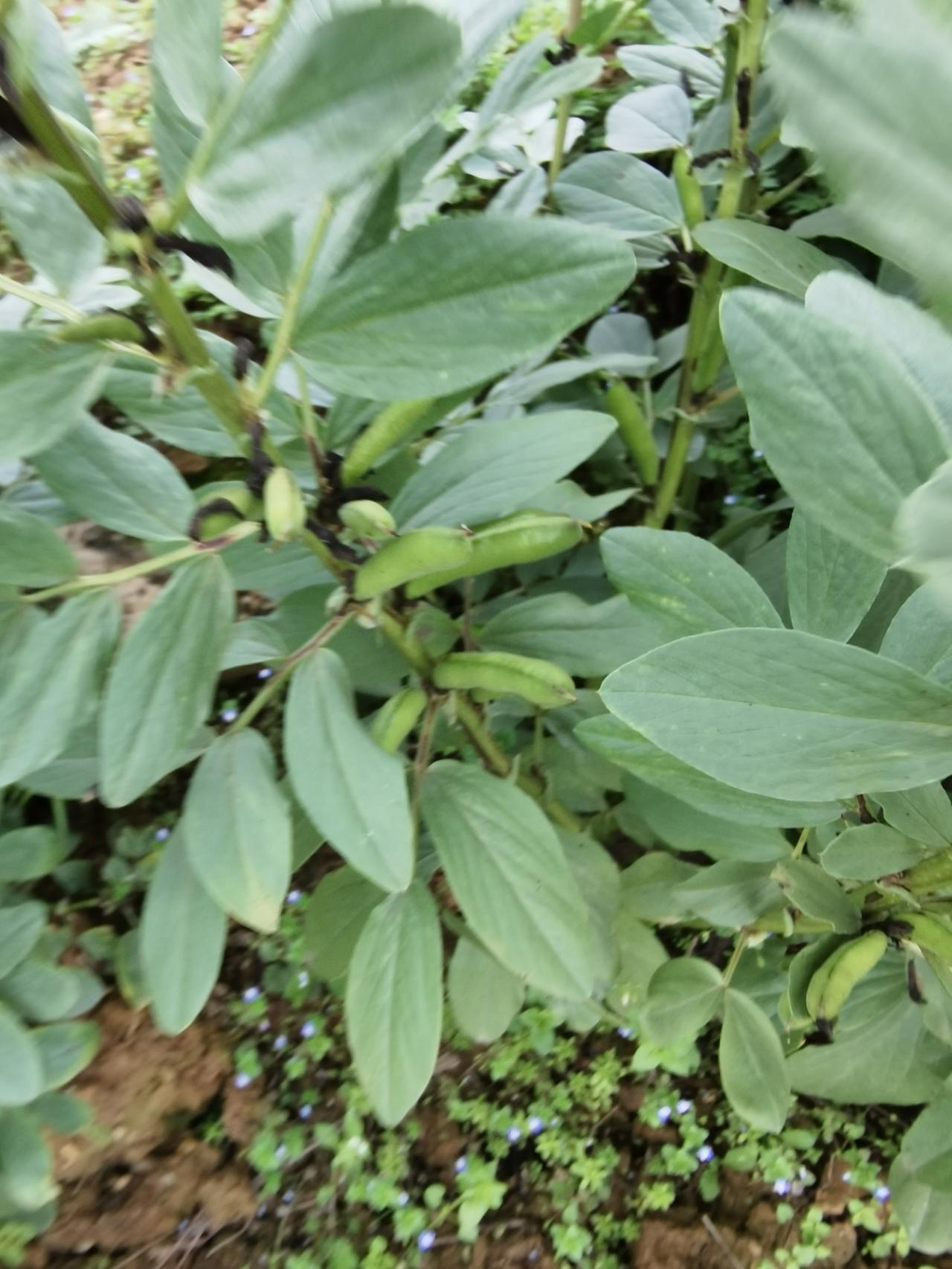 在南方的田间地头、菜地田埂边，一到春天就长满了胡豆，这可是刻在南方人记忆里的春日