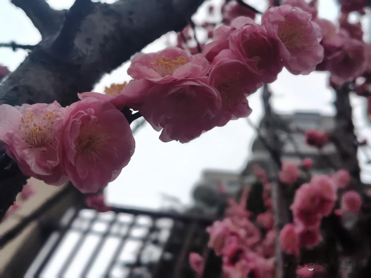 天啦，太震惊了，10岁男童竞因吃猪脚卡喉不治身亡，母亲痛诉：为何一口肉夺走了孩子