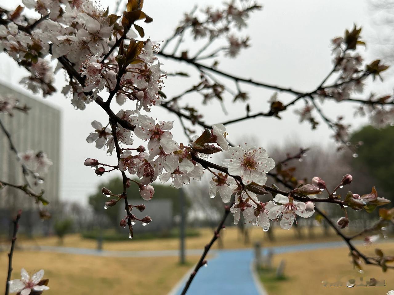 都说春雨贵如油！一场雨后，各种花花竞相绽放。晨跑7.5公里，顺手拍一拍红叶李。 