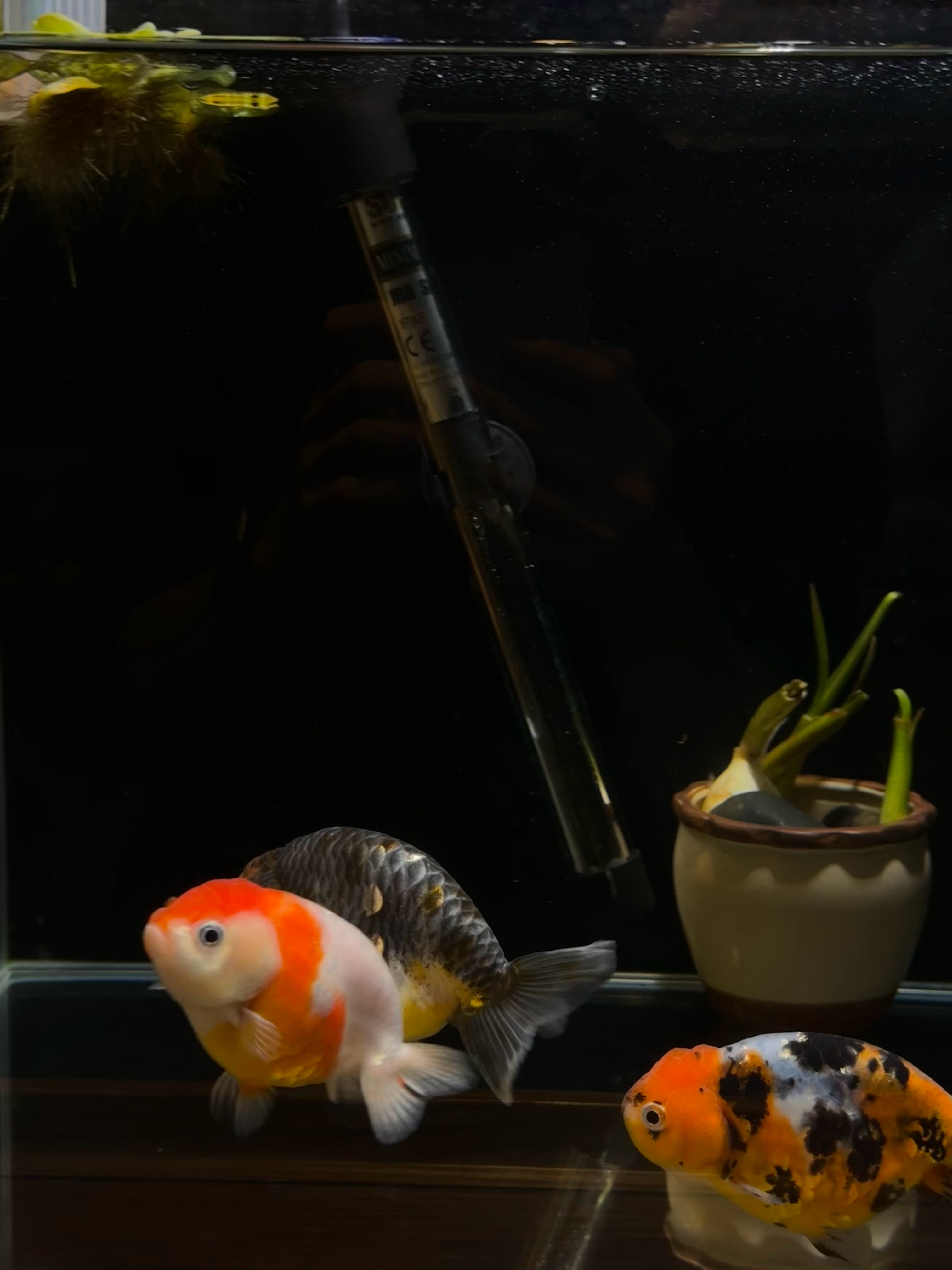 十一月顺遂平安🧧🍀 ​  ​​​