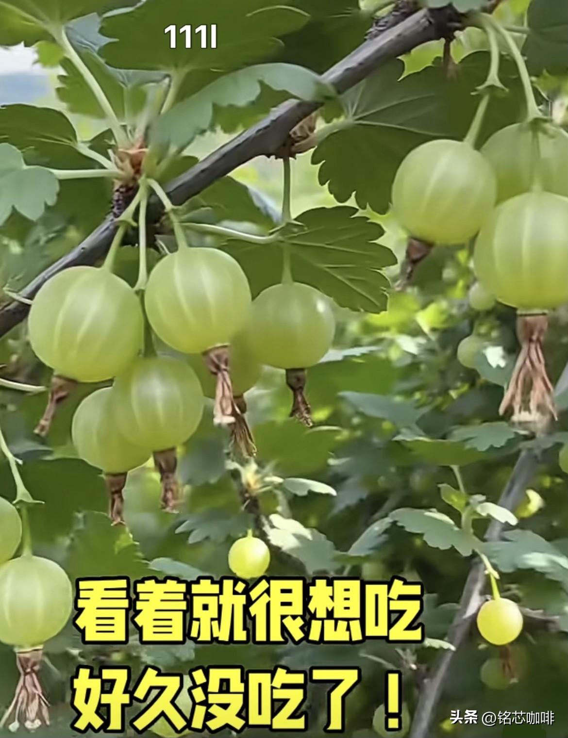看着就很想吃，
好久没吃了‼️
这种野果很好吃吧‼️
你们有见过吗⁉️
这是什么