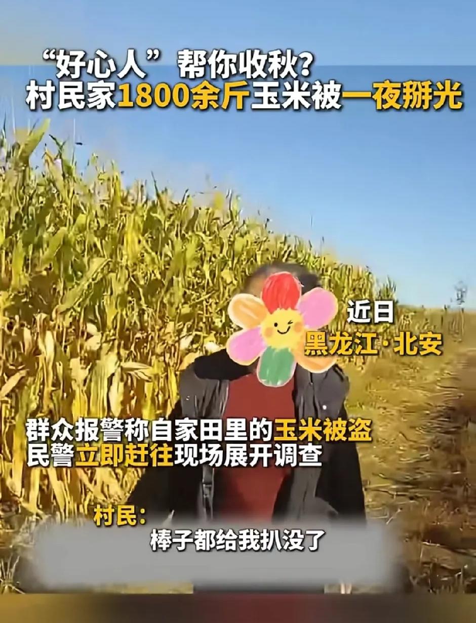 捡苞米都不过瘾了？黑龙江北安，农民上地收苞米，意外发现一夜之间，1800多斤苞米