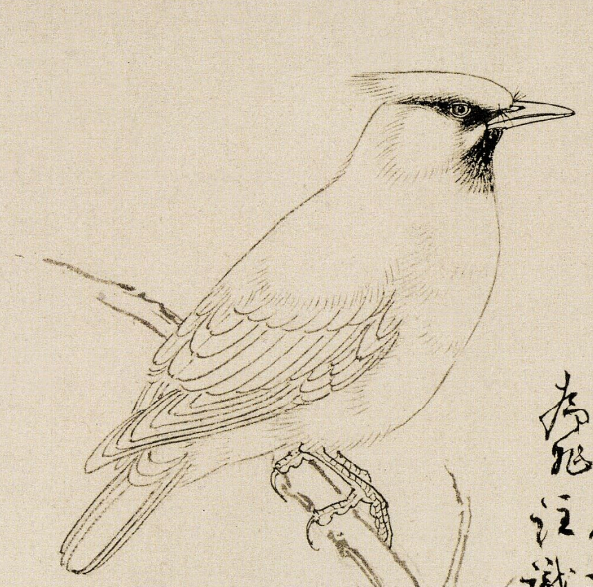 【鸟咋画？】国画雅集[超话] ​​​