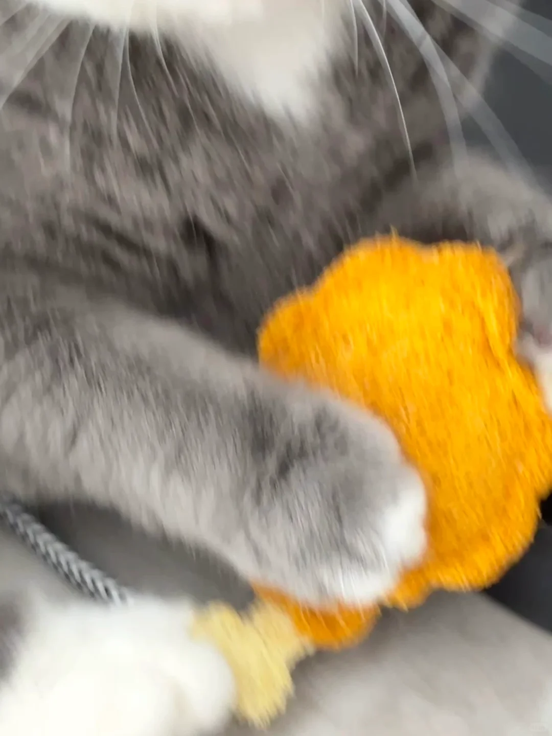 小猫咪你这玩具你抱这么紧干嘛