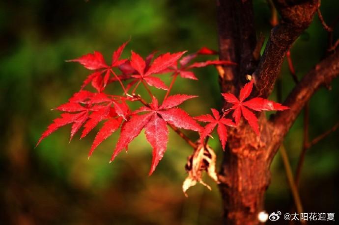 霜染红叶，拾一抹秋日温柔～寻美河南 ​​​