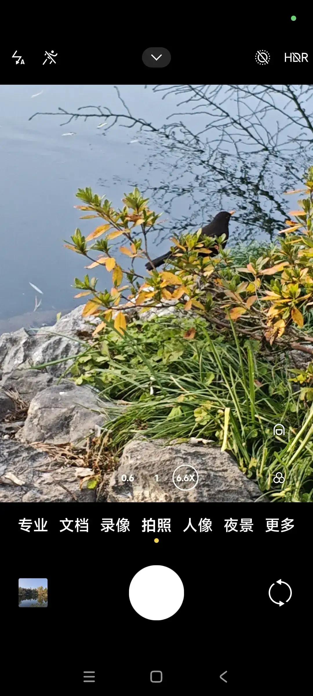 红嘴蓝鹊是世界被保护鸟类之一也是中国被保护的鸟类。我今天能够在杭州西湖花港观鱼看