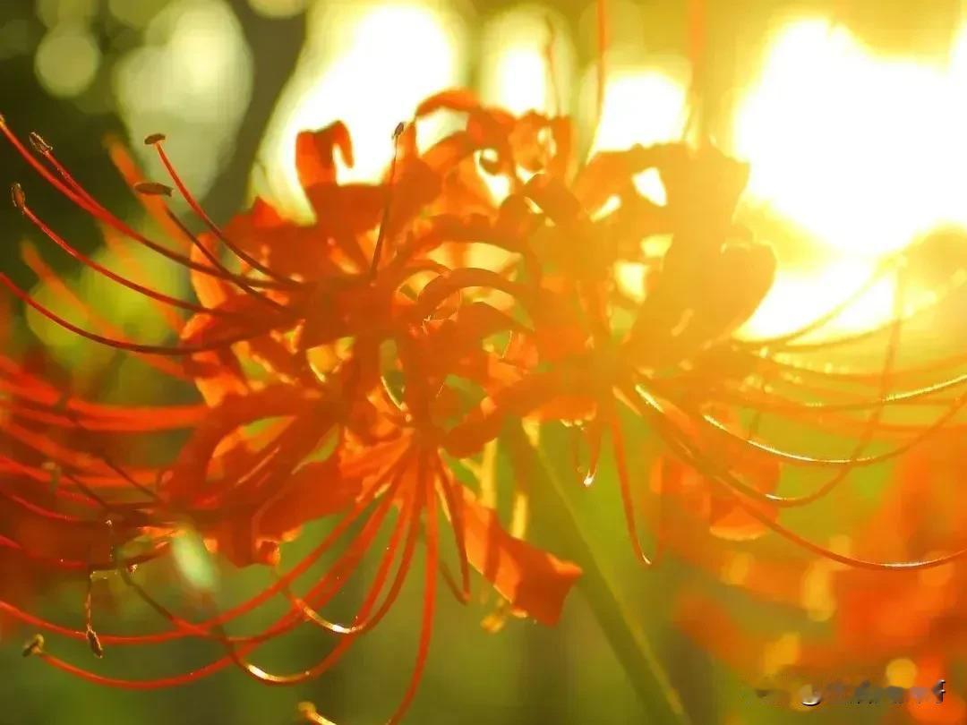 彼岸花，花开一千年，花落一千年，花叶永不相见！