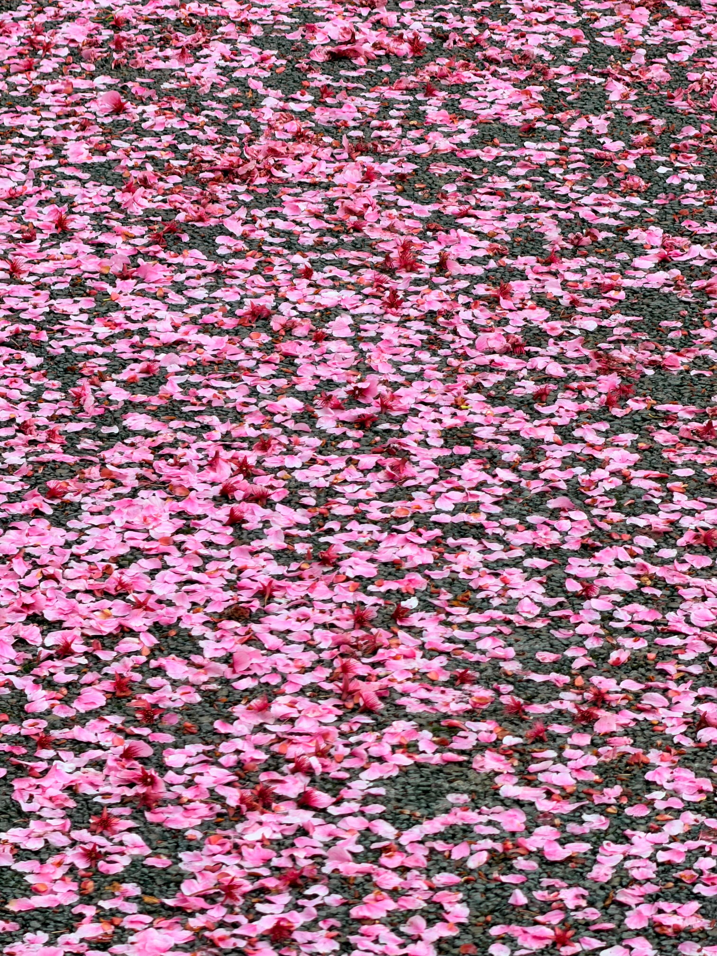 脚下落樱铺成的花路美哭了拍不出来眼睛看到的美 