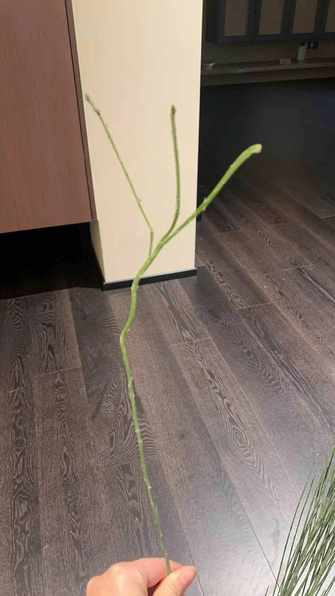 大家猜猜这挖耳勺一样的枝条值多少？