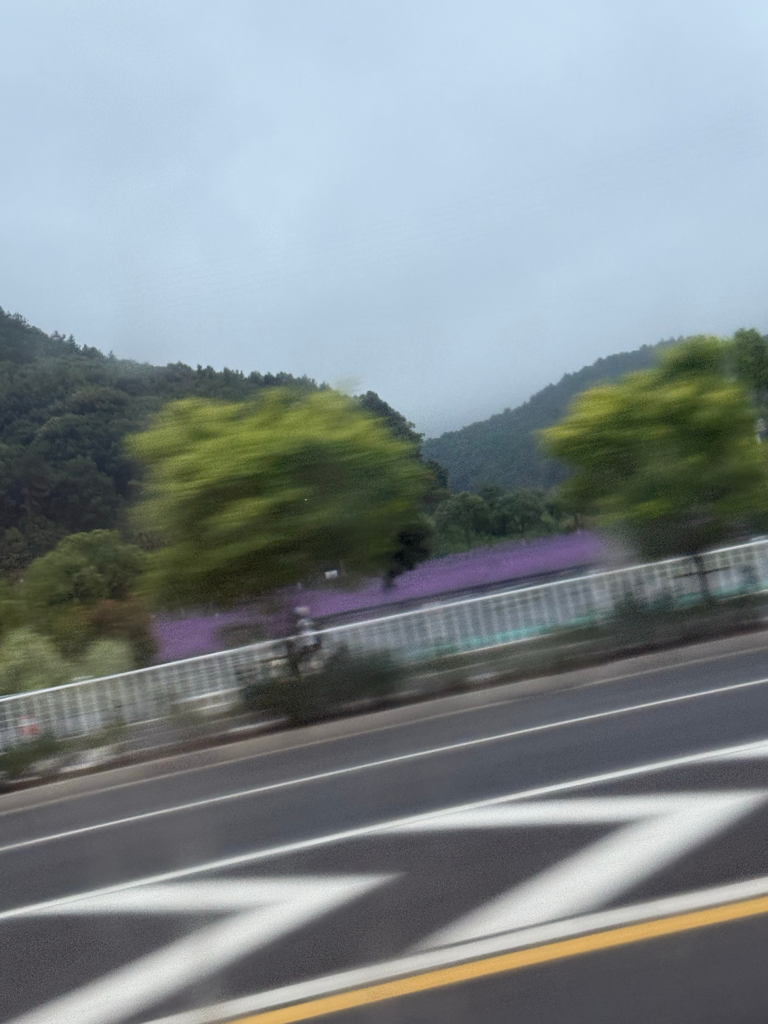 薰衣草开了赴一场普陀的约