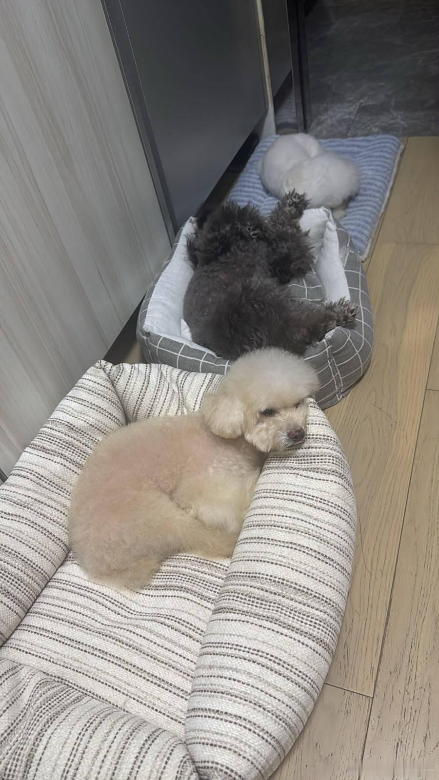 今天宝宝们都睡在阿姨房间 