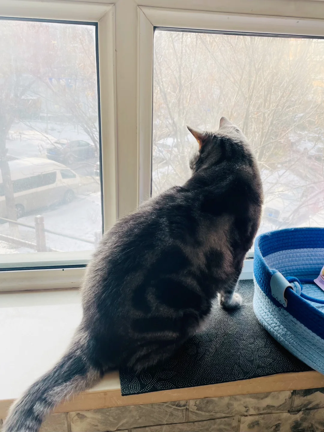 欢迎南方小金猫来到哈尔滨