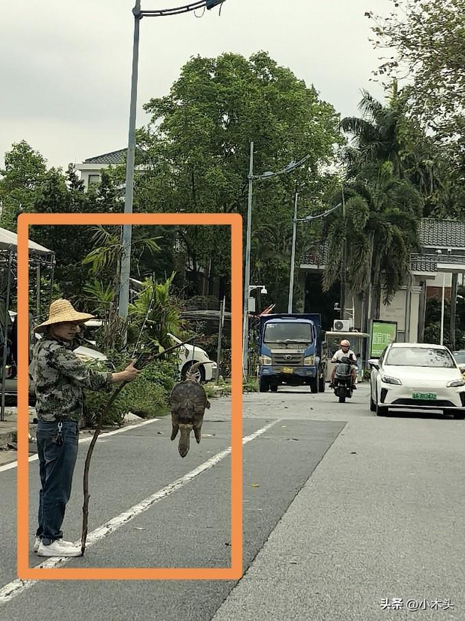 上午在小区门口看到的，一个人打扮成农民模样，用棍子吊着一只浑身泥巴的乌龟，专拦奔