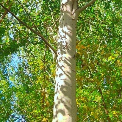 0800杨柳的种植方法杨柳生命力极强，优选河边、滩涂等土层深厚、湿润透气的地块，