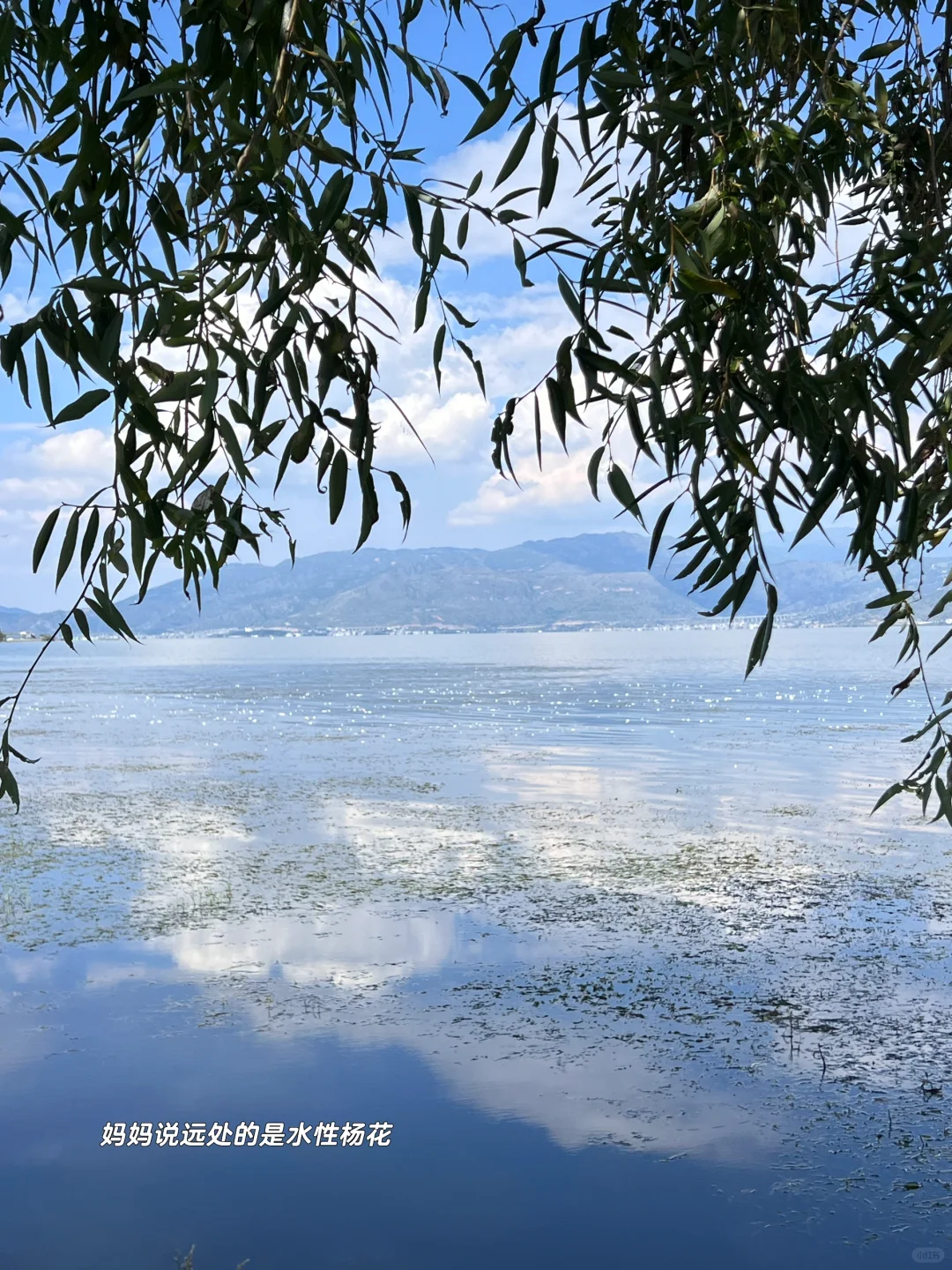 大理洱海！用live图留住假期！