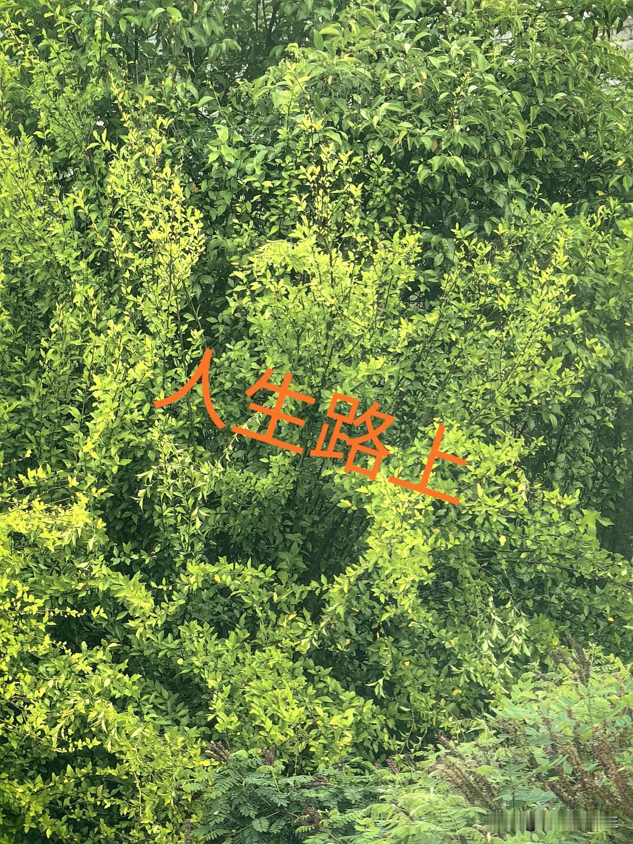 莫道桑榆晚，为霞尚满天。
老当益壮，宁移白首之心。
穷且益坚，不坠青云之志。
人