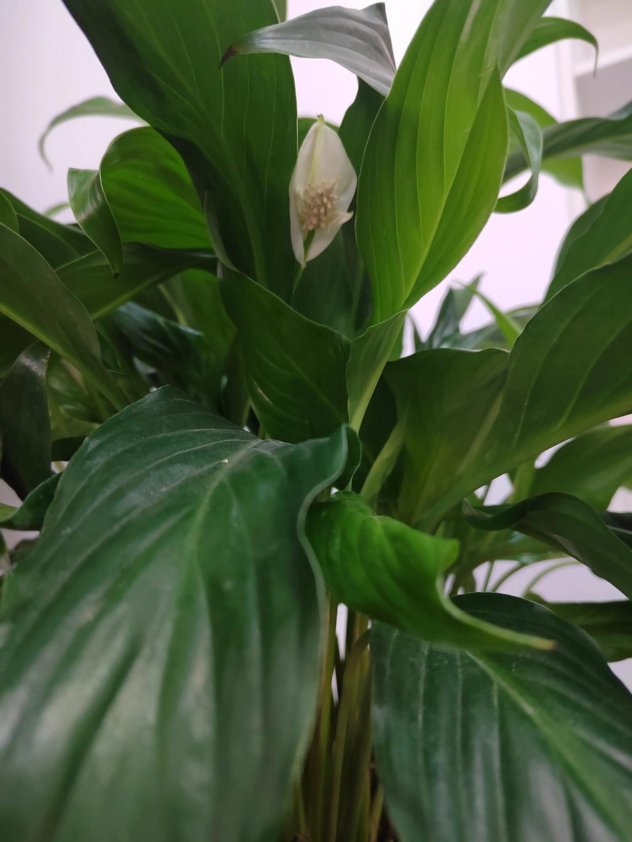 意难平，
    海有舟可渡，
           人需靠自渡！
      