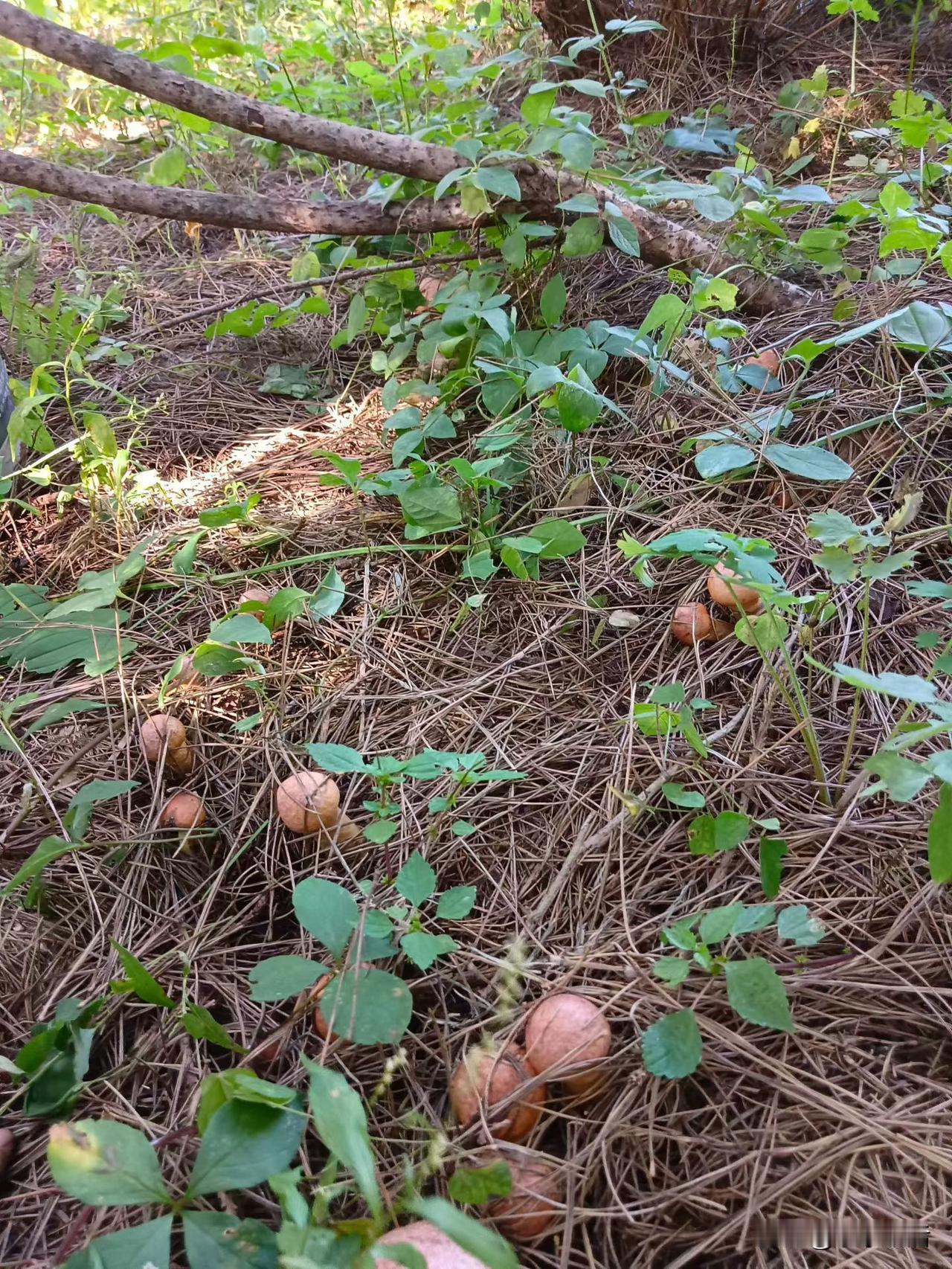 又到上山采蘑菇的时节，遍地松针底下冒出一朵朵蘑菇，看着十分喜人。但是进山采蘑菇，