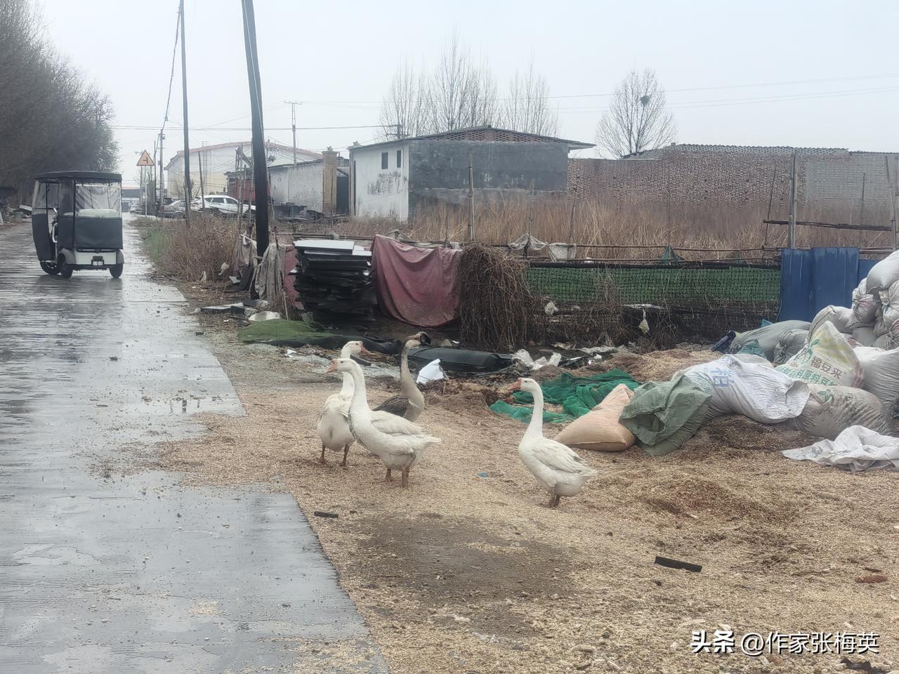 我们老家有清明插花的风俗。昨天我去给母亲上坟，在路上发现四只鸭子，走路摇摇摆摆的