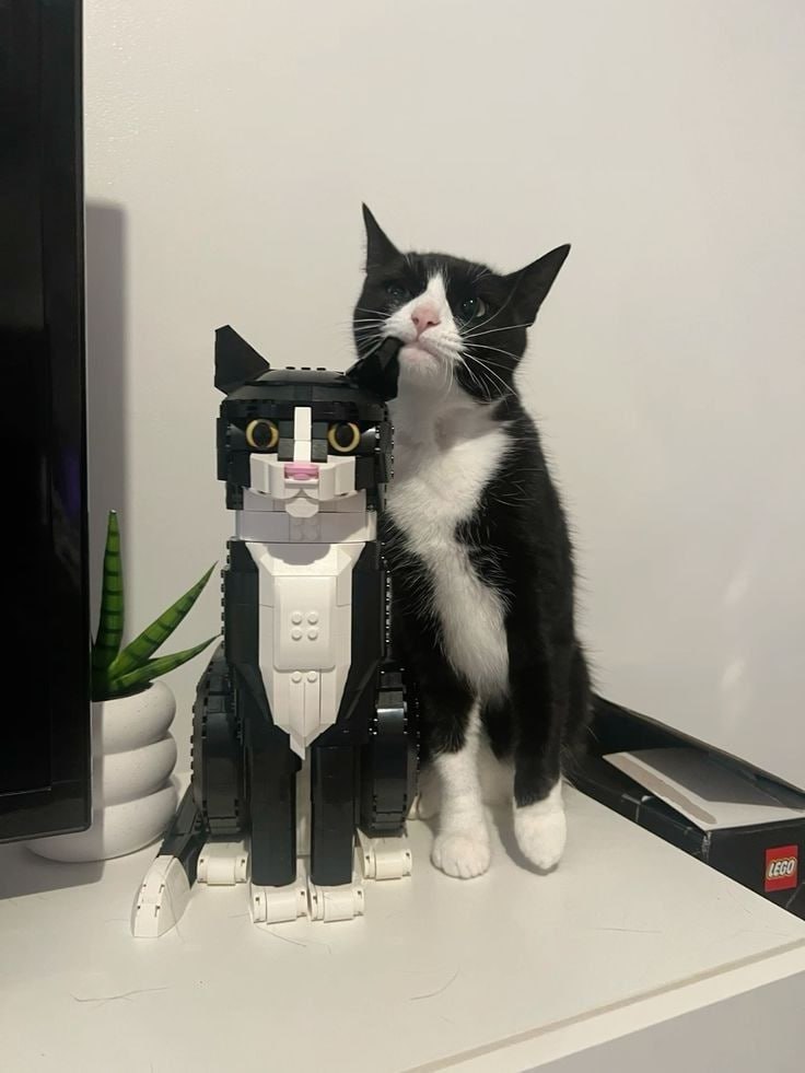 saint meow 你来补充第九张 ​​​