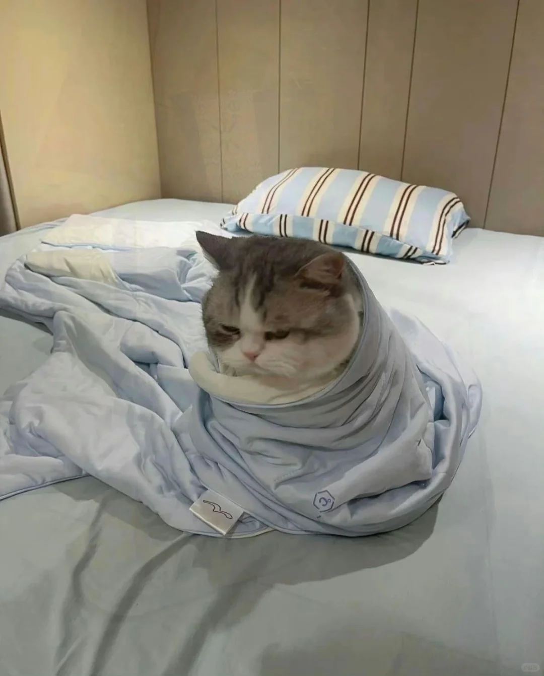 猫咪好像不太开心