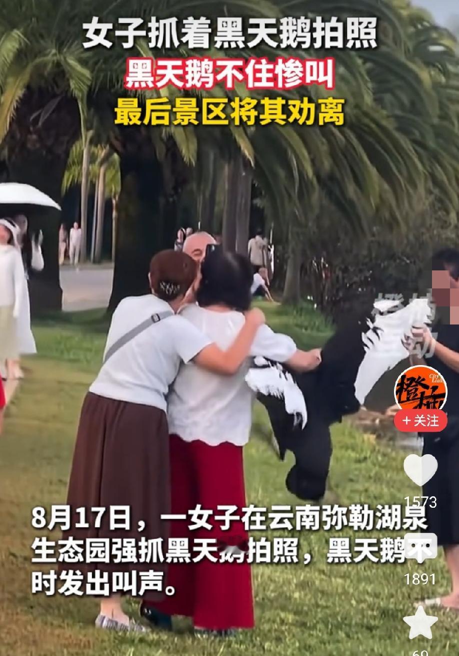 “为老不尊！”云南弥勒湖泉生态园，一名女子强行抓住黑天鹅拍照。一时间，女子兴奋的