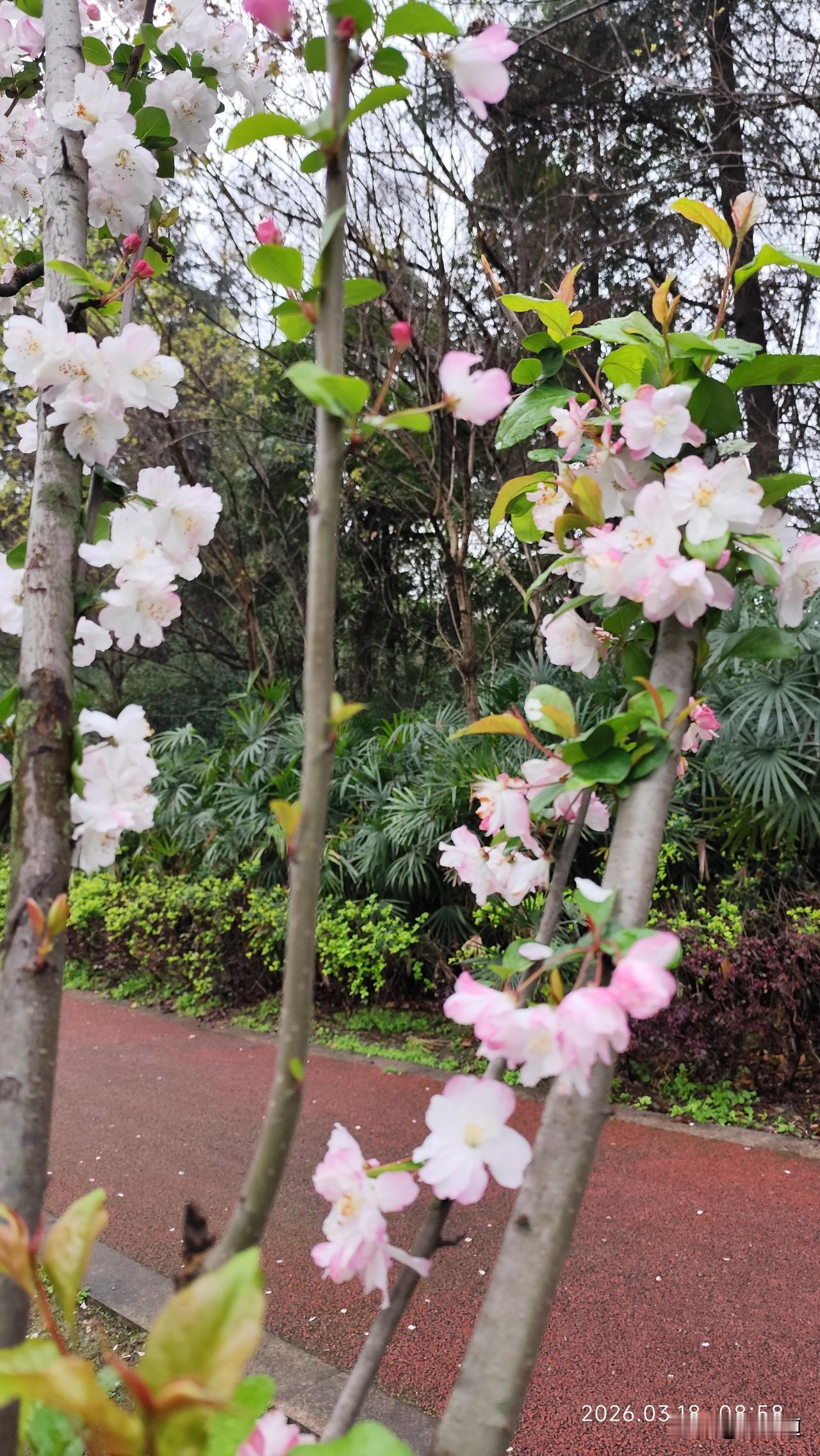 晒一晒相册里的花路边野花不要采