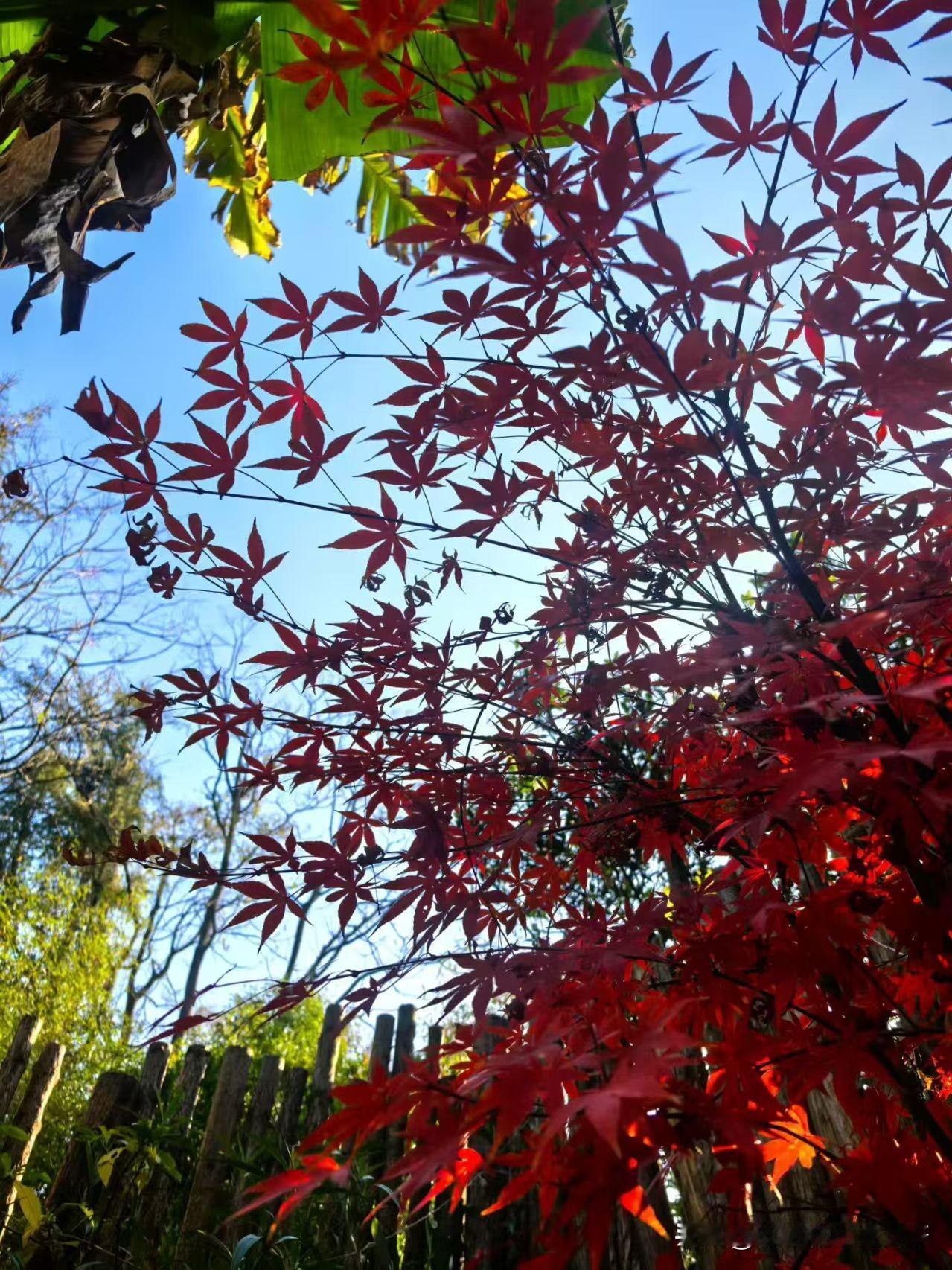 观赏最美红枫
你留下的一抹红
会成为永久
[比心][比心][比心]