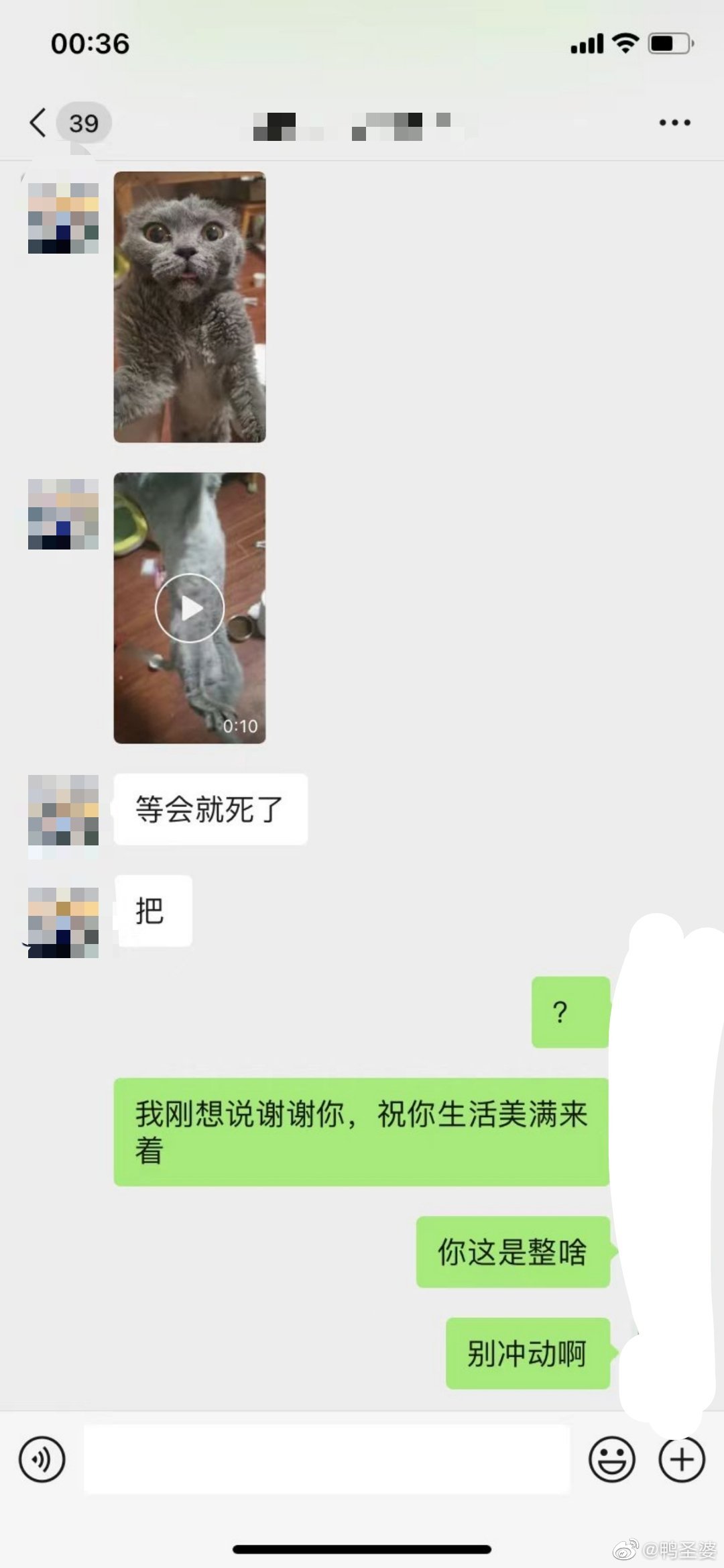 -昨天这只小猫的后续！！！有能联系上主人的小伙伴吗？或者有其他的线索吗？不清楚具