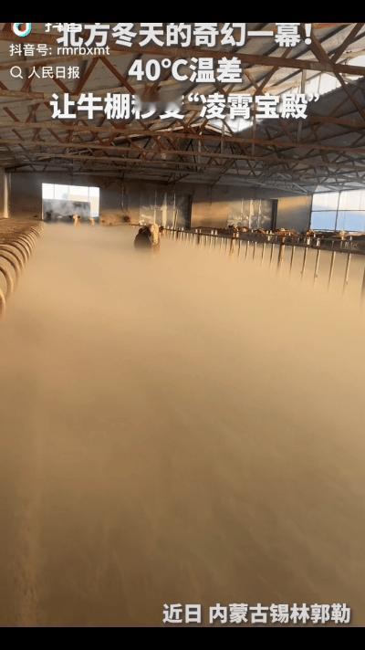 “解释不清了！”近日内蒙古锡林郭勒，一牛棚主人早上给牛喂食，推开牛棚门，她直接傻