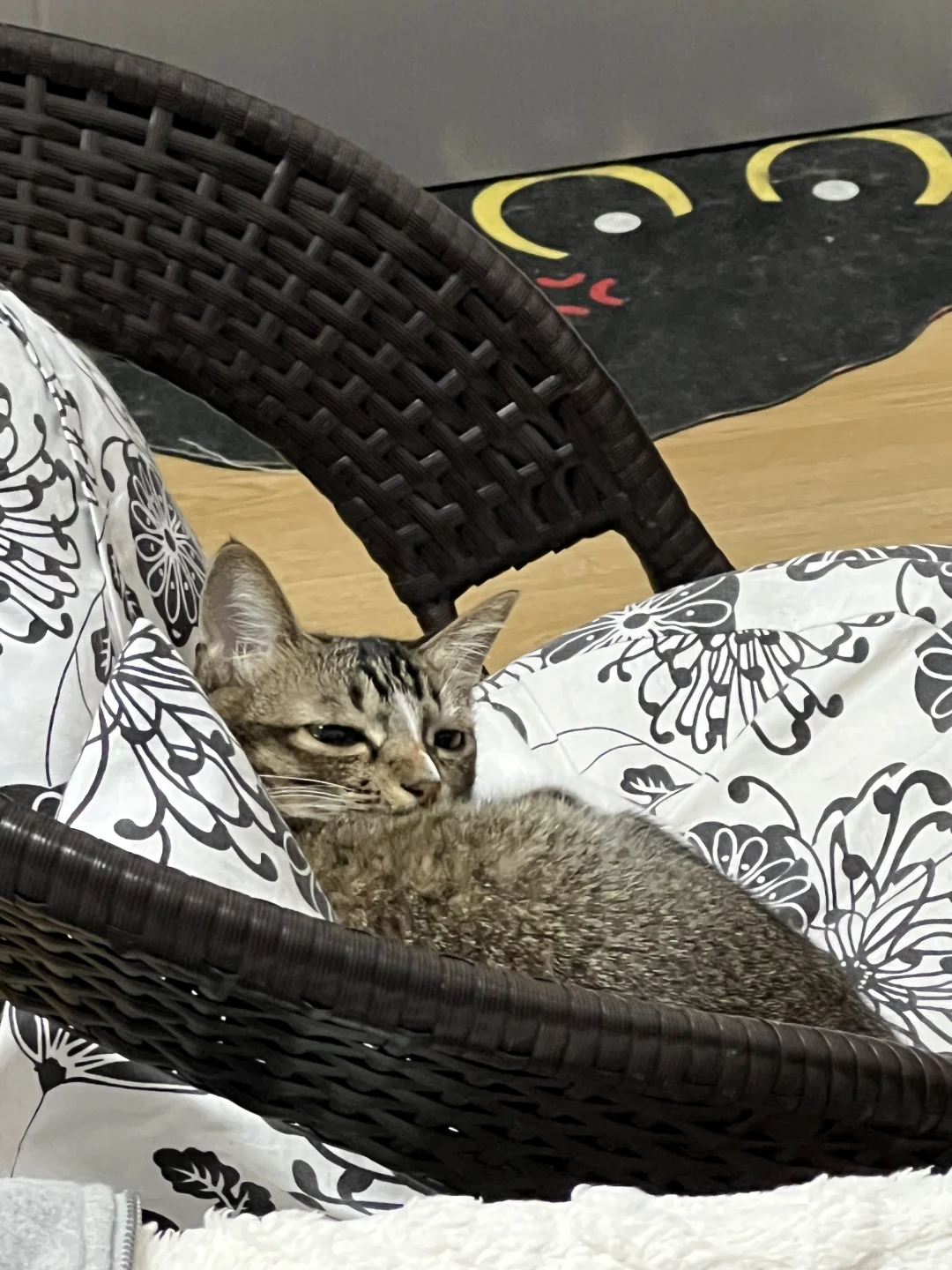 猫：这疯女人比我还能熬
