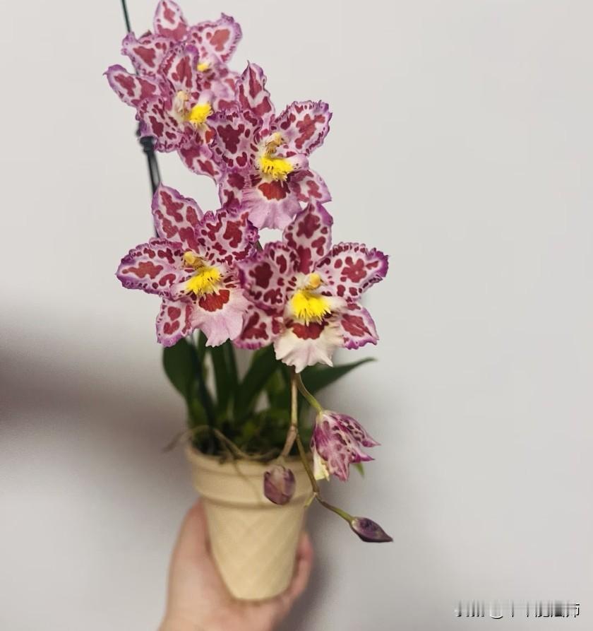 心柠
是入了花格子的坑
花格贝母盆栽太好养了吧。浇浇水就开了，轻松惬意。最近上海