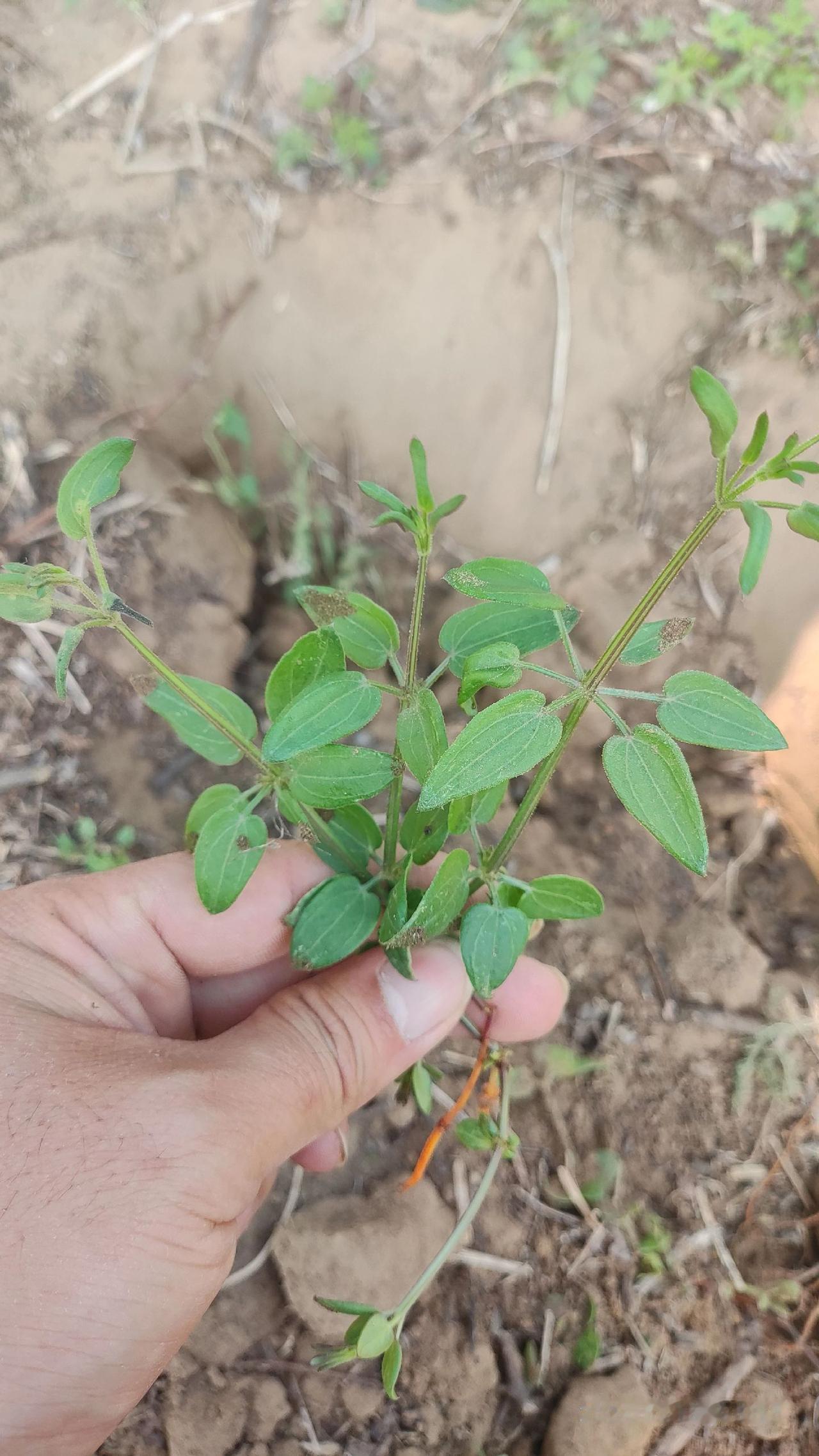 万能的抖音，问问你们这是什么植物，也是一种中药材吗，挖蒲公英时遇到的，在线等你们