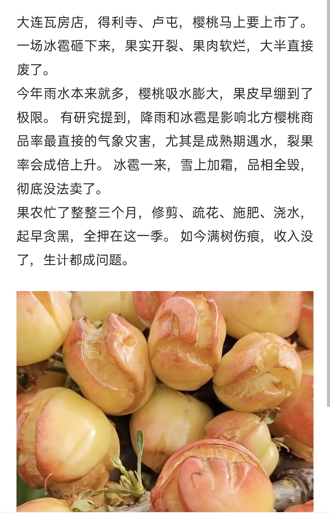 瓦房店个别地区大樱桃，雨水撑薄果皮，冰雹再补一刀
