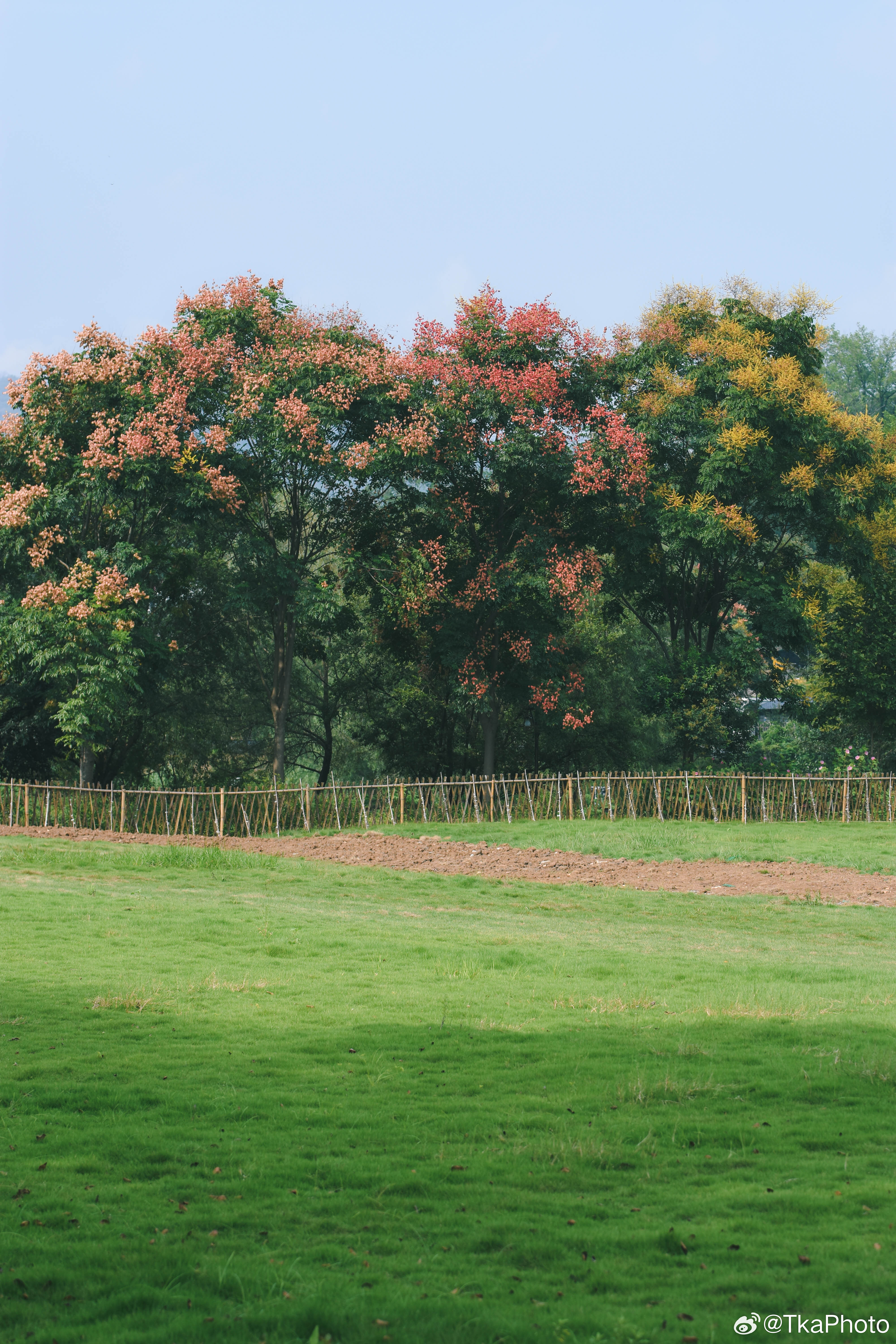 秋天时候 九月份 铜陵凤凰山的栾树 
