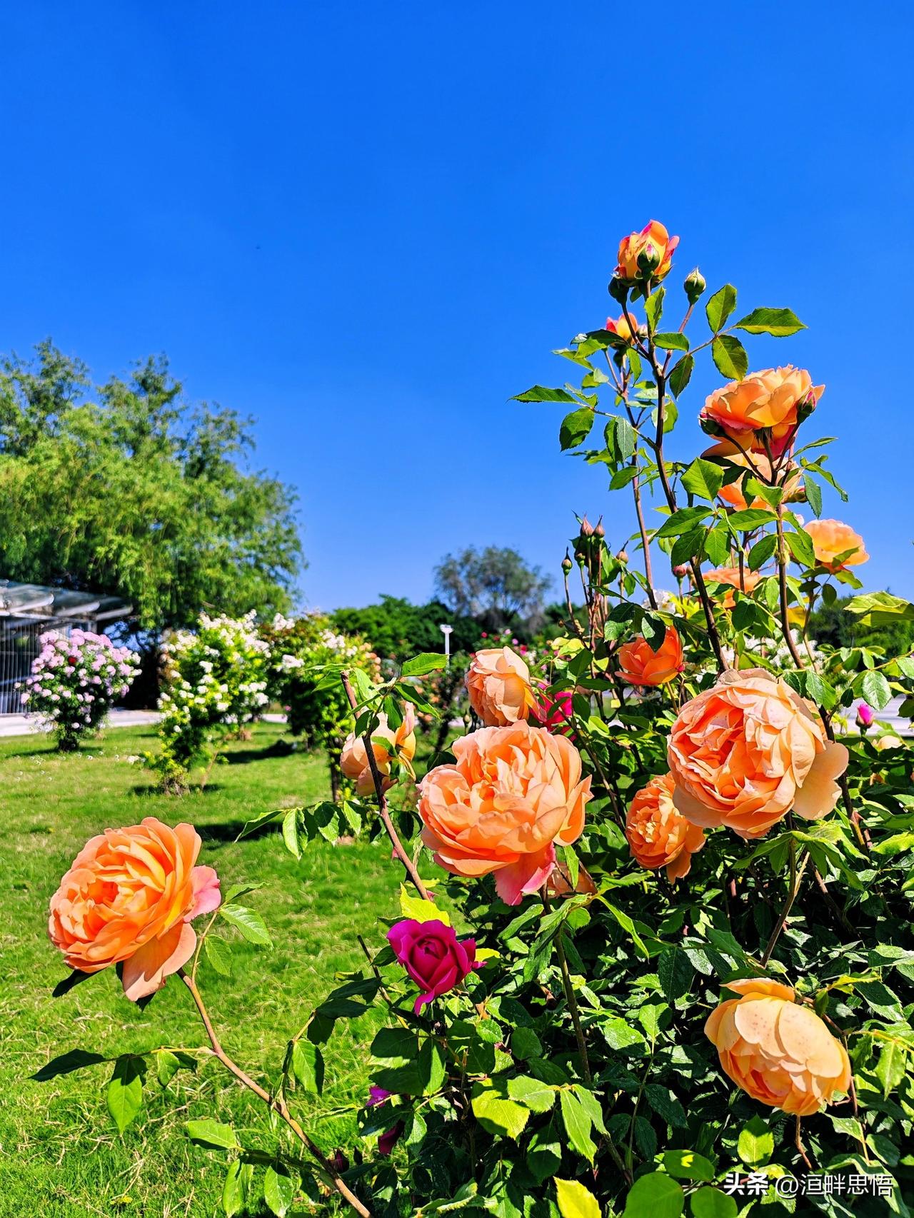 阳光下的绚烂月季，绽放出无限的美丽与生机！🌹🌞