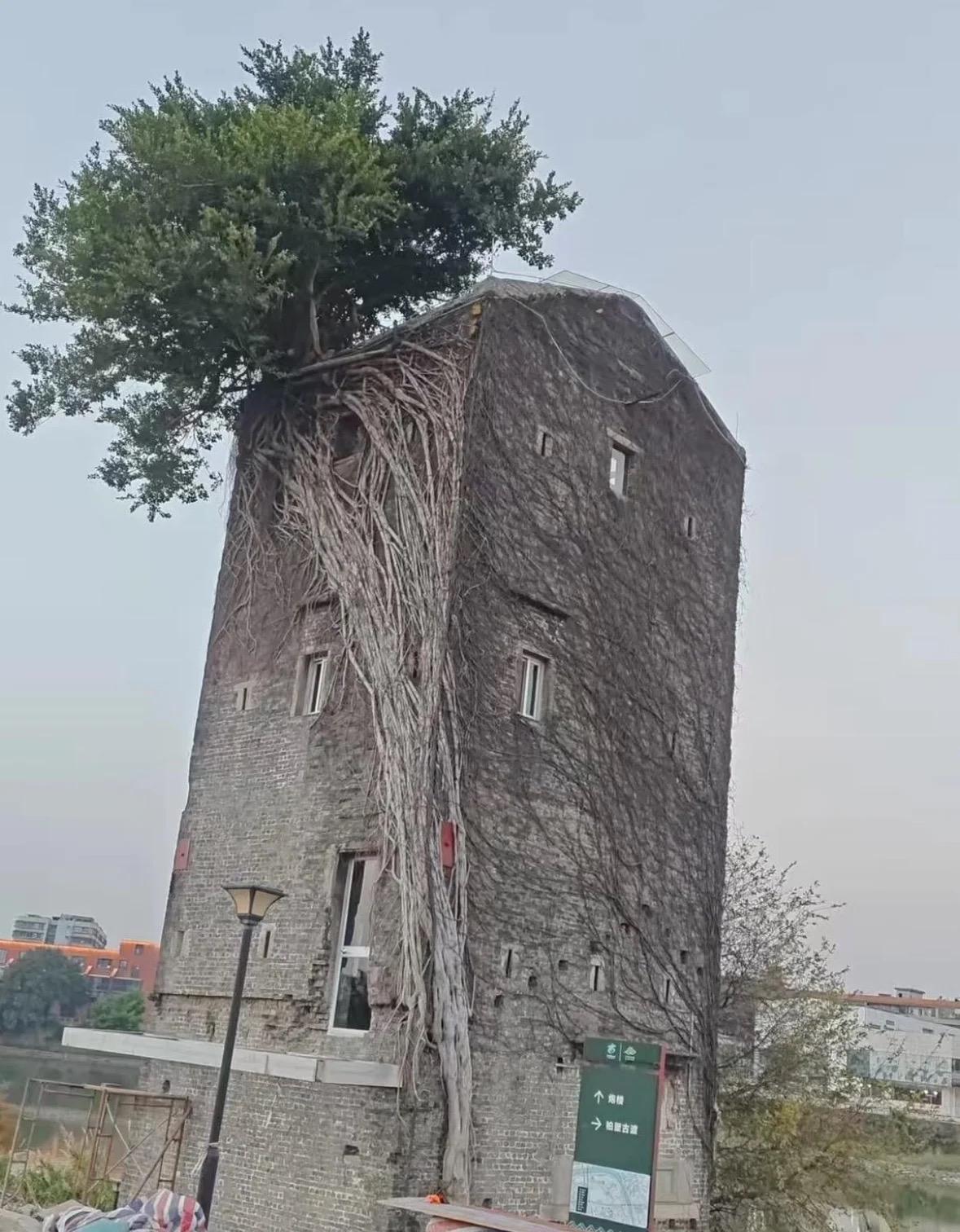 时隔一年重游同一座古树碉楼！去年只剩斑驳砖墙，今年直接变身网红江边咖啡店。岁月和