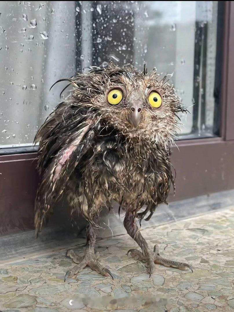 最近的雨是一个完美的洒水车模式：干到7成的时候必定会哗啦啦下起来。所以今天还妄想