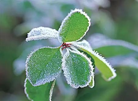 下联：绿叶染霜华。